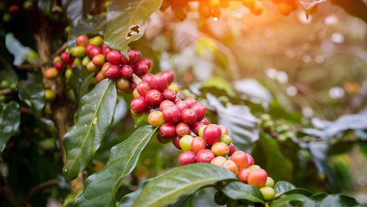 Amazing Kona Hawaii Coffee Tours