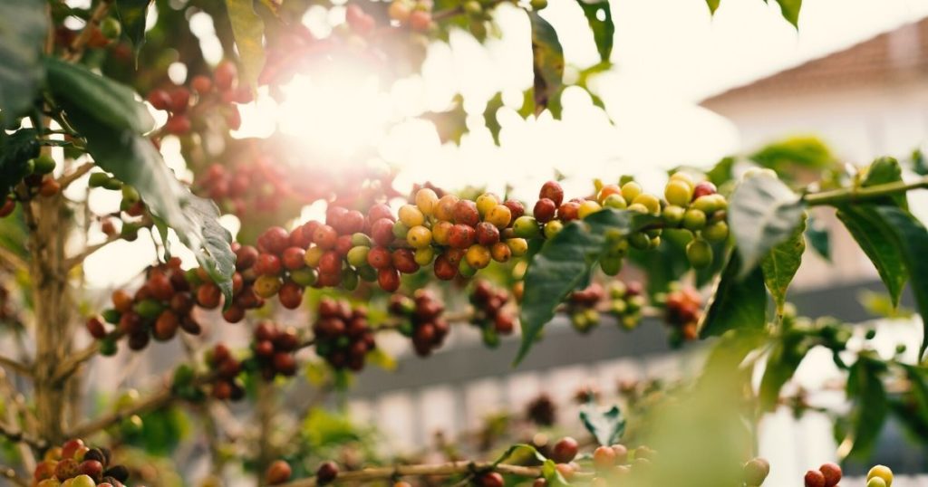 40+ Best Coffee Farm To Visit In Kona&nbsp;Packages