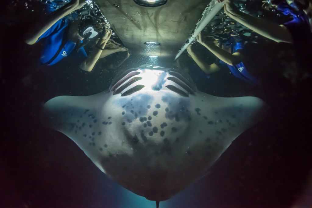 Amazing Best Manta Ray Night Snorkel Kona Reddit