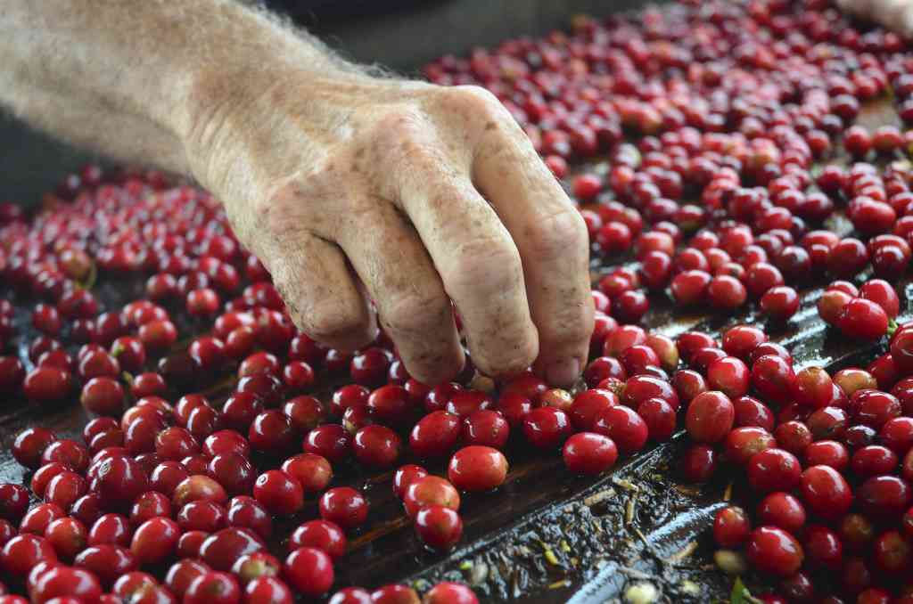 12+ Love Big Island Coffee Tours Package