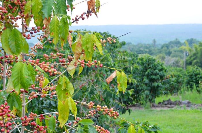 35+ Best Coffee Farm Tour Kona&nbsp;Packages