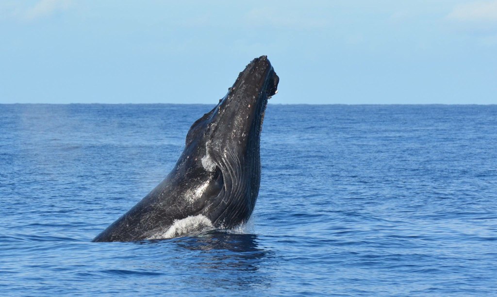 50+ Big Island Whale Watching Package