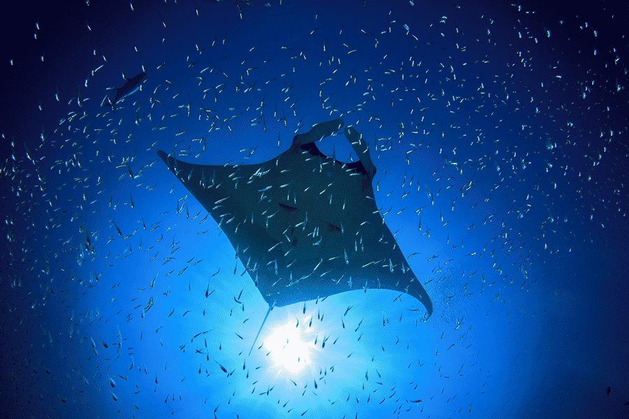 Amazing Manta Adventures Big Island