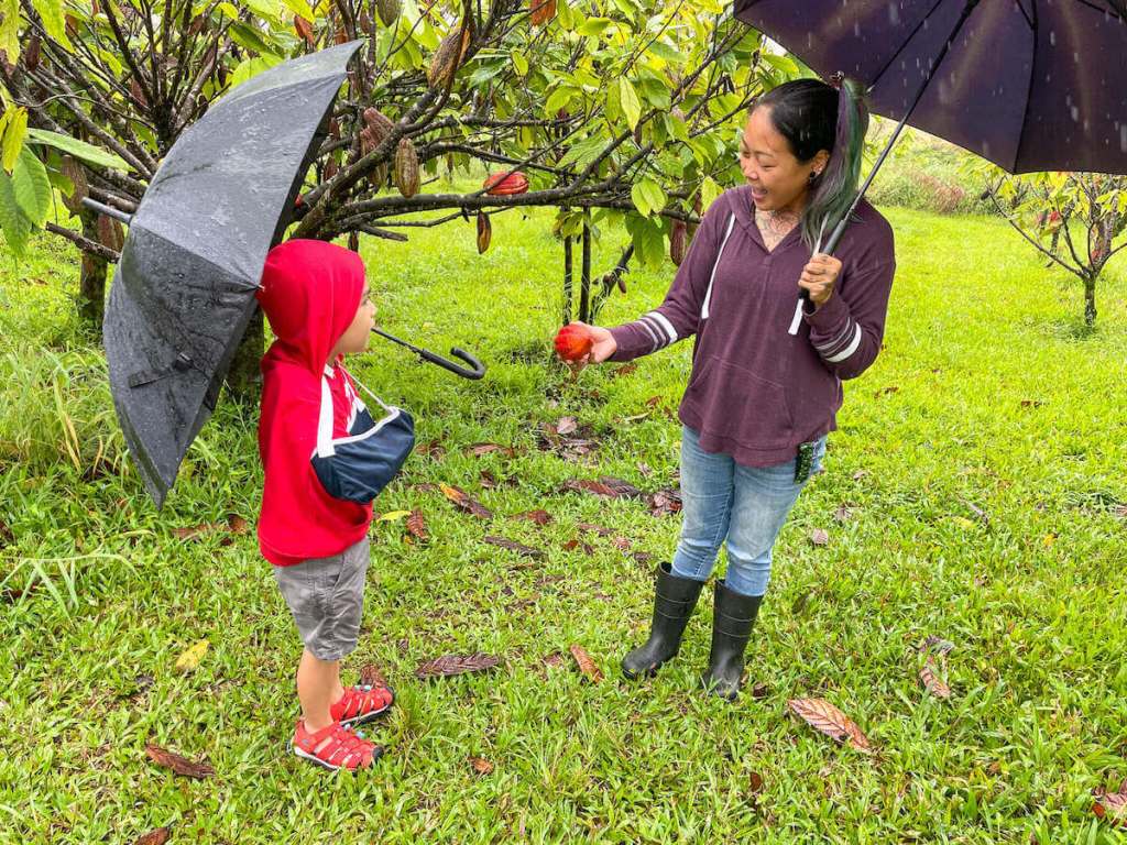 20+ Best Farm Tours Big Island Packages
