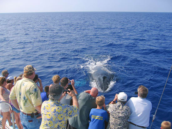 Exploring Hawaii Big Island Best Excursions&nbsp;Package