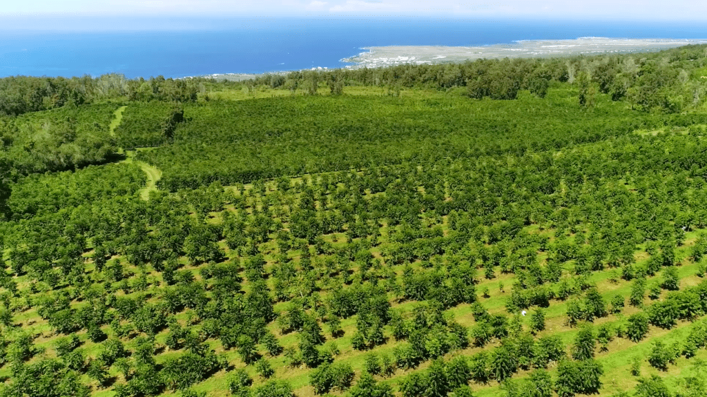 39+ Coffee Tours Kona Package