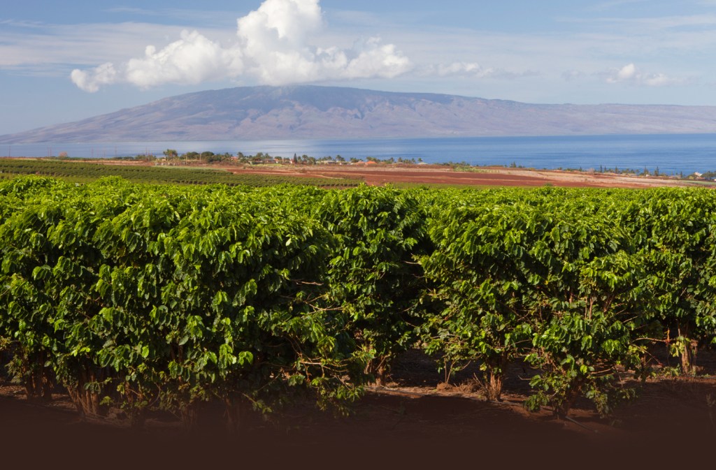 Exploring Big Island Coffee Growers Packages