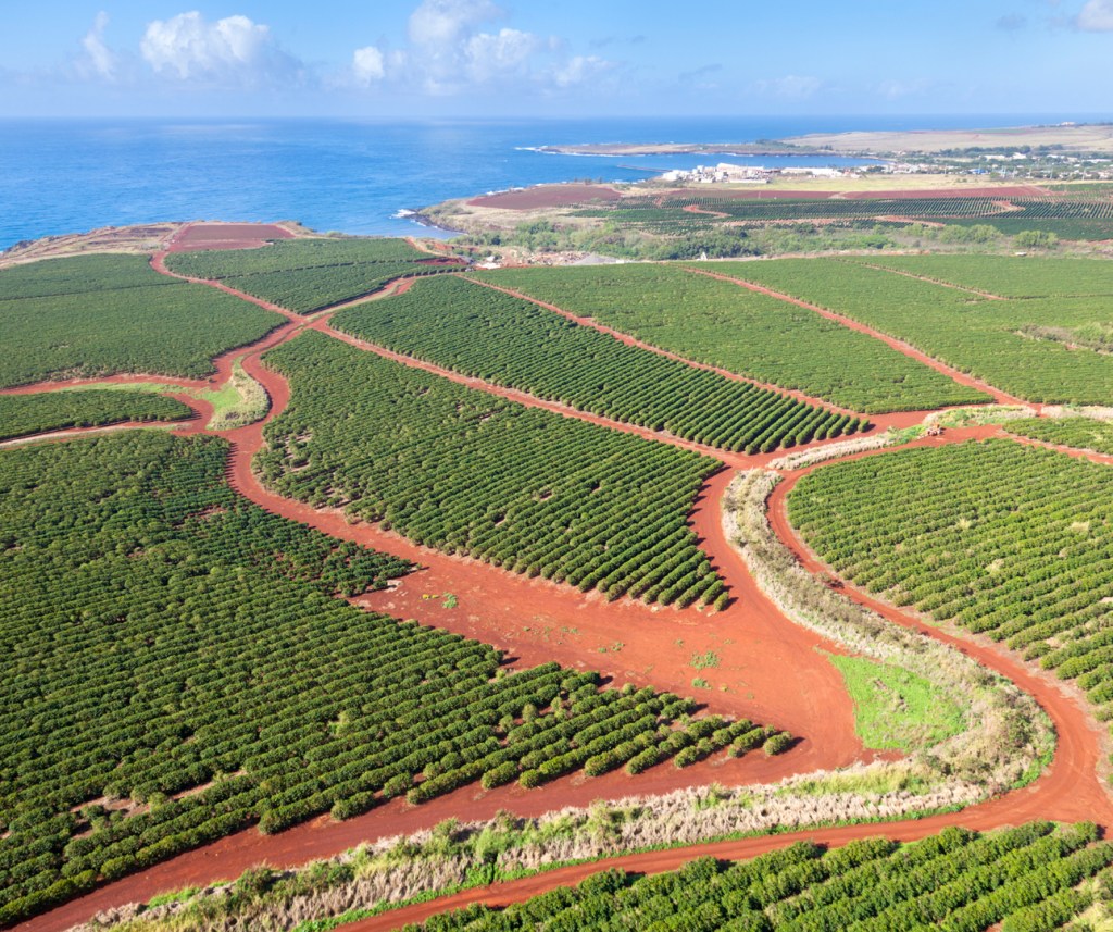 Best Kona Coffee Tour Big Island&nbsp;Packages