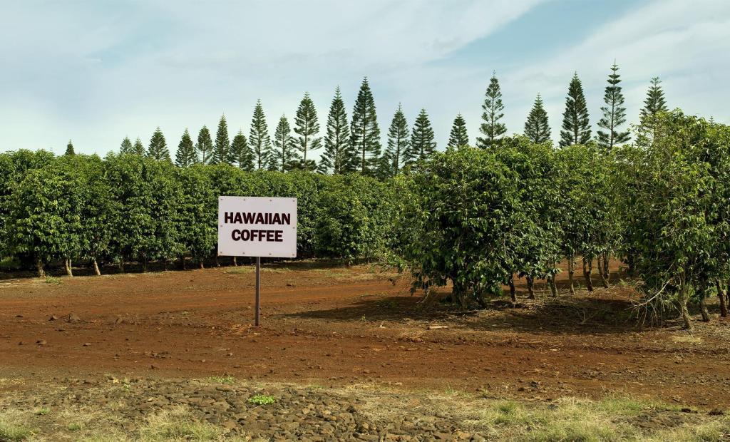 42+ Coffee Plantation Kona Tour&nbsp;Packages