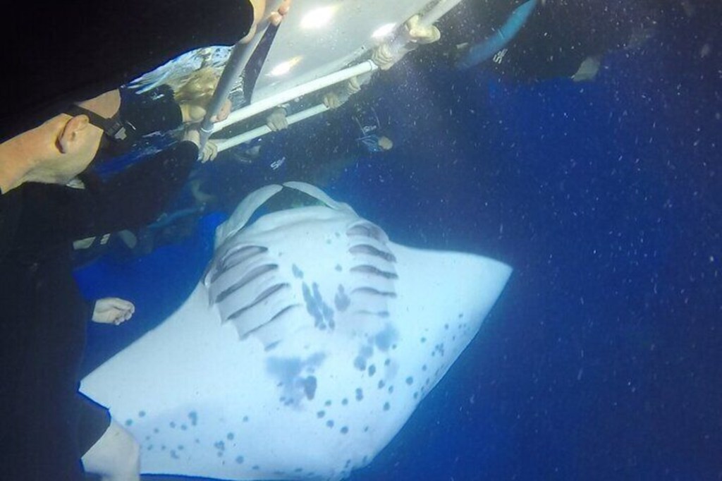Big Island Manta Tour Packages