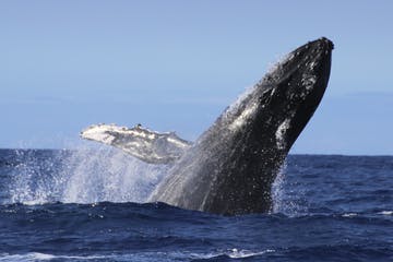 Best Whale Watching Tour Big Island Package