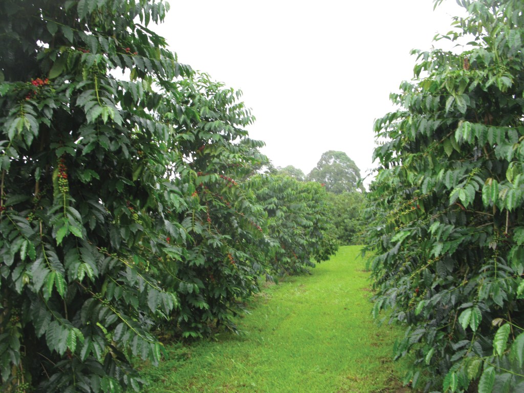 44+ Coffee Plantation Kona Hawaii Package