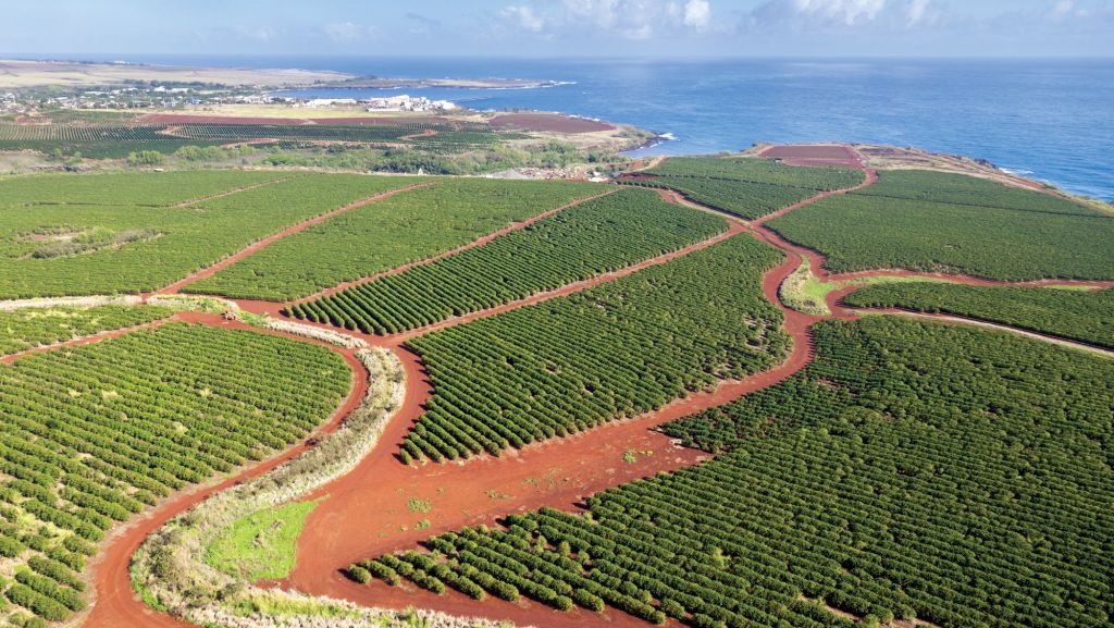 Exploring Big Island Hawaii Coffee&nbsp;Plantations