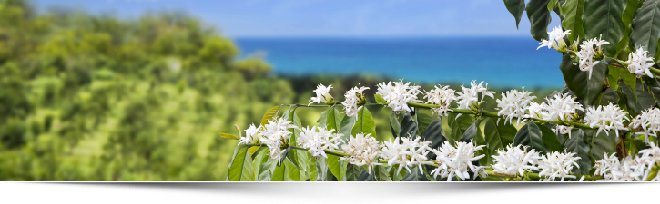 Exploring Ucc Kona Coffee Tour