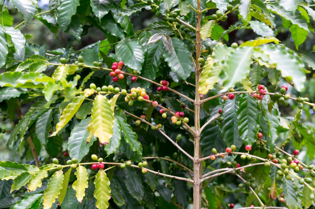 Exploring Visit Kona Coffee Plantation Packages
