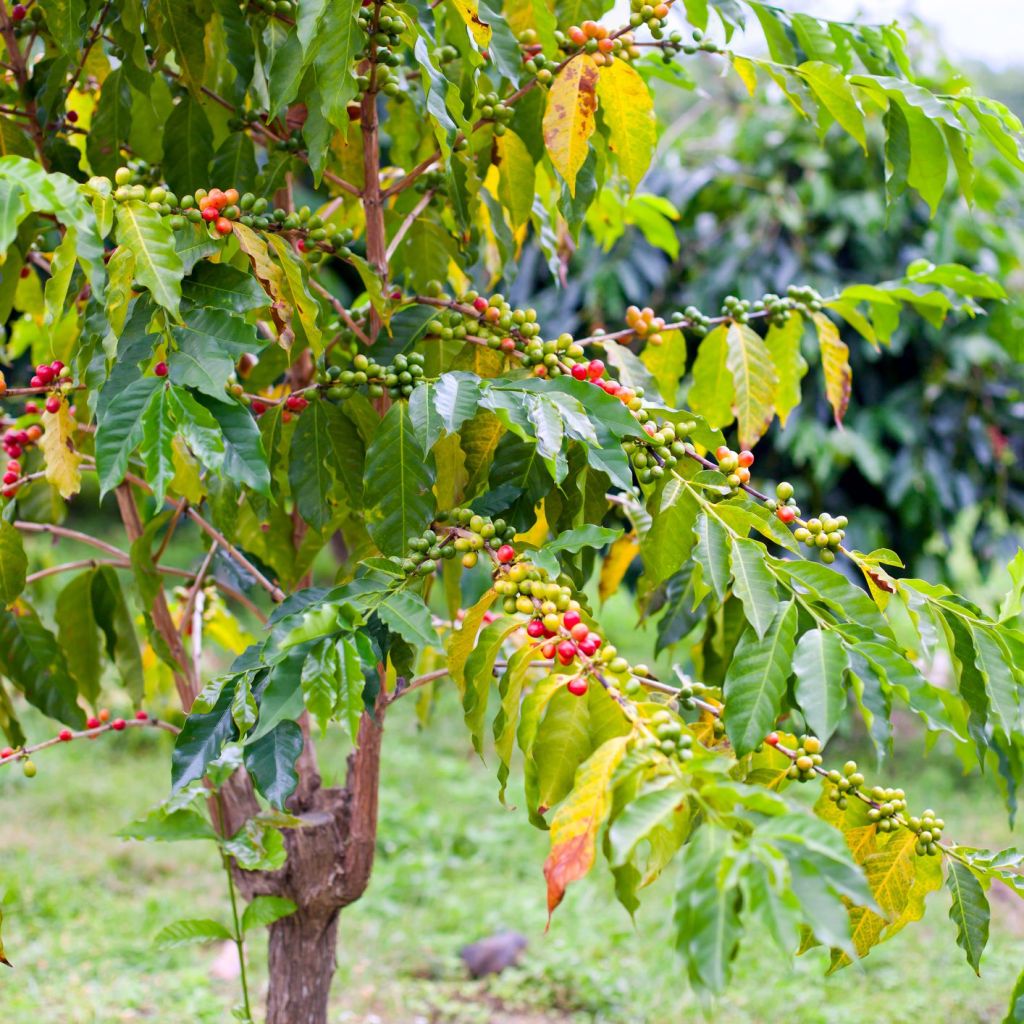 39+ Big Island Farm Tours Package