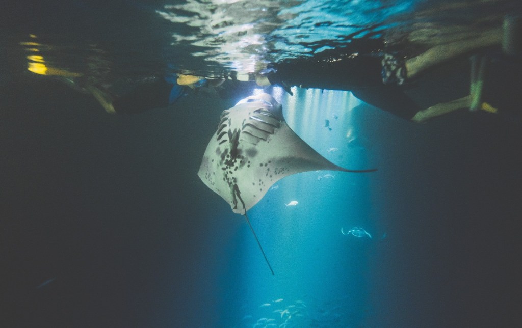 Exploring Best Manta Ray Snorkel Big Island