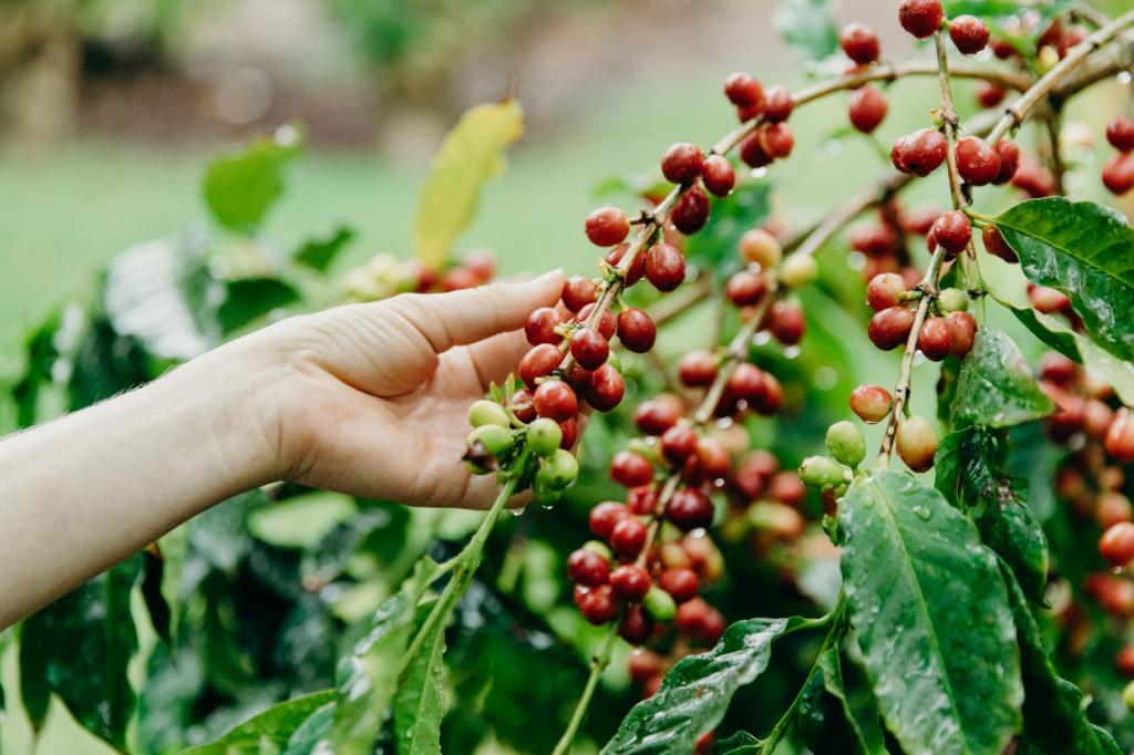 Exploring Coffee Plantation Tour Big Island Packages