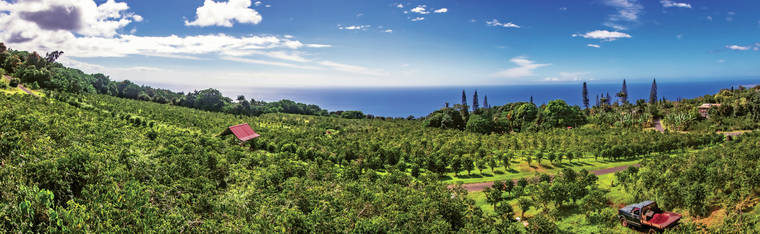 Amazing Coffee Farm In Kona&nbsp;Package