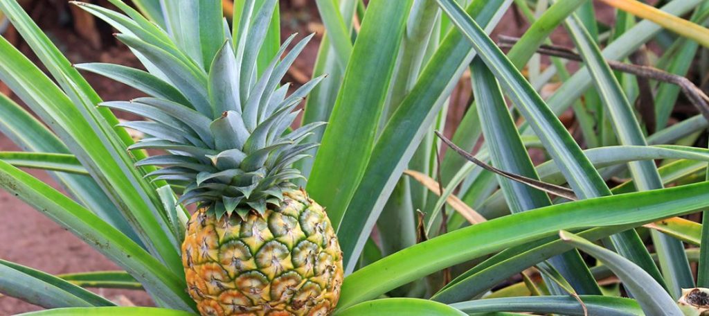 25+ Big Island Pineapple Tour Package