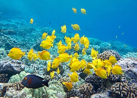 35+ Captain Cook Monument Snorkeling Tour Package