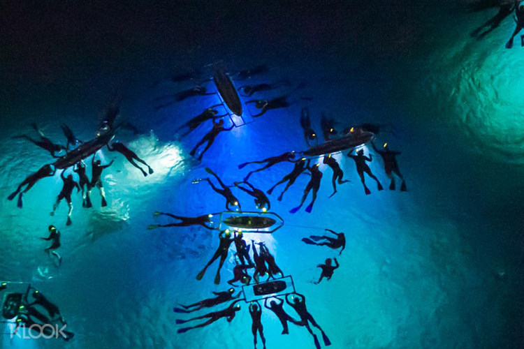 28+ Best Manta Ray Dive Kona Packages