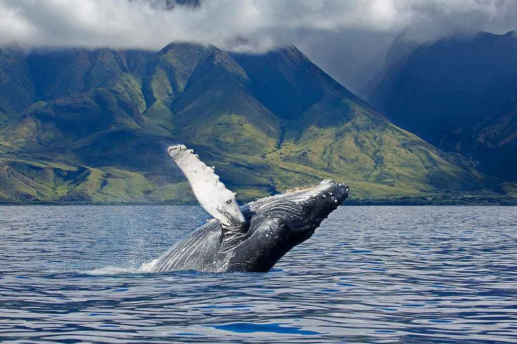 Hawaii Big Island Whale Watching&nbsp;Packages