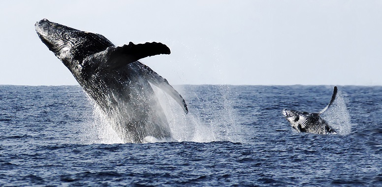 14+ Hawaii Big Island Volcano Boat Tours Package