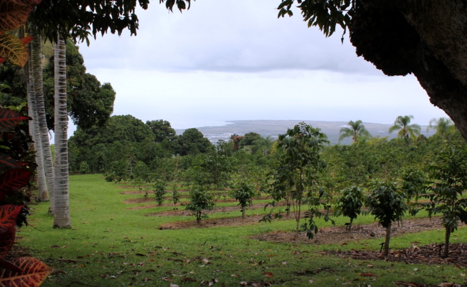 Amazing Best Coffee Plantation Kona