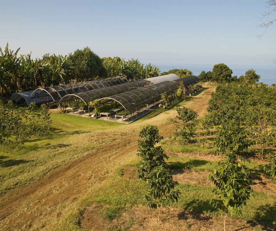 33+ Big Island Coffee Plantation&nbsp;Tours