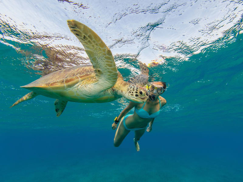 Exploring Big Island Snorkeling Excursions Package