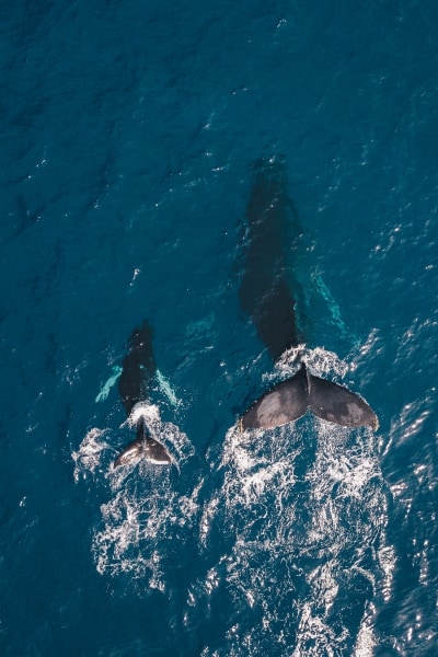 11+ Whale Watching From Shore Big Island Packages