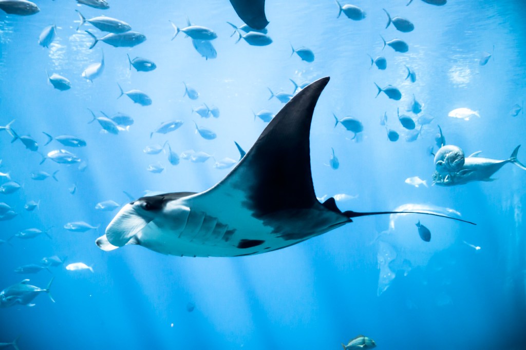 39+ Best Manta Ray Night Snorkel Big Island