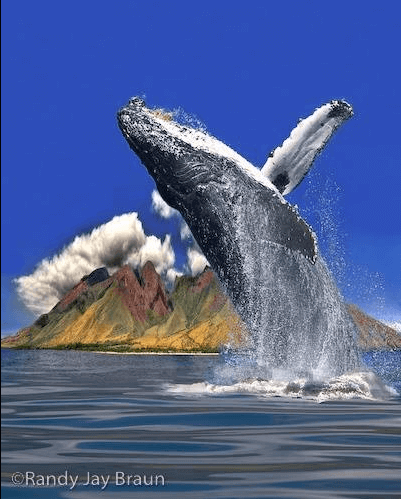 49+ Hawaii Island Whale Watching&nbsp;Package