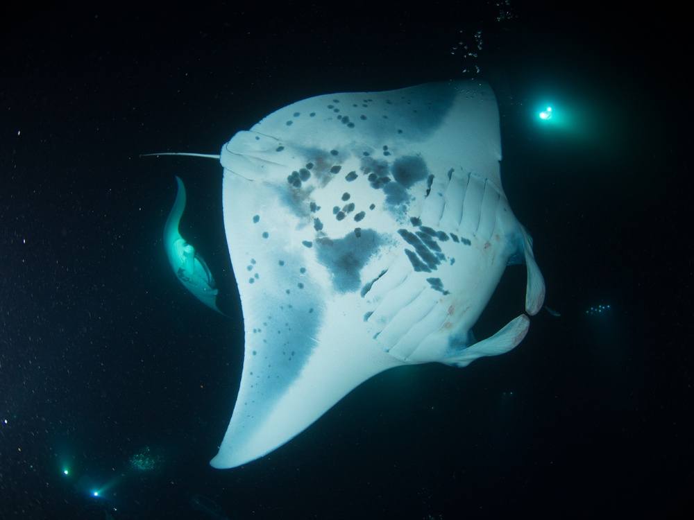 30+ Manta Ray Tours Big Island&nbsp;Hawaii