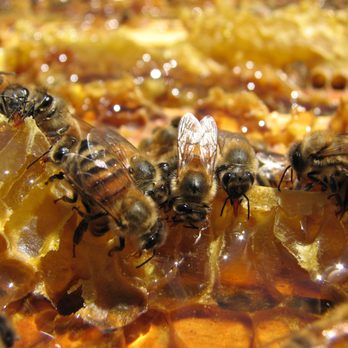 31+ Big Island Bees&nbsp;Tour