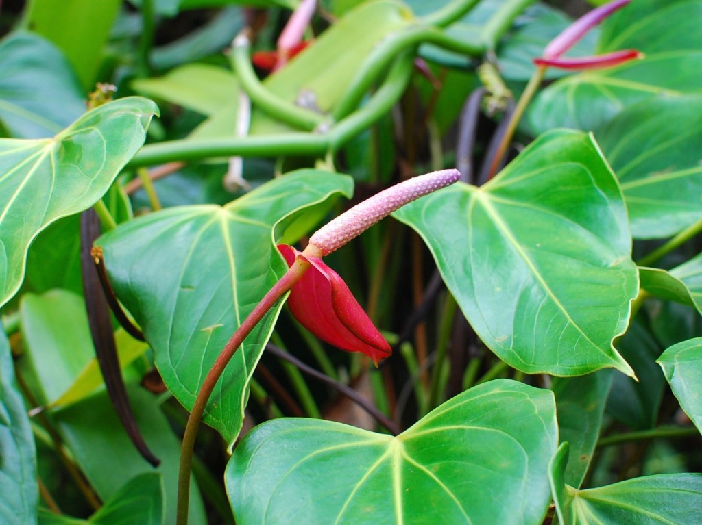 Exploring Big Island Vanilla Farm&nbsp;Tour