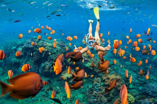 Exploring Captain Cook Hawaii Snorkeling Tour Packages