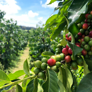 34+ Coffee Plantation On Big Island Packages
