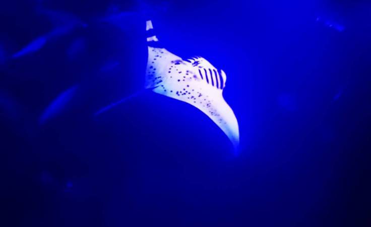 Best Manta Ray Night Snorkel Kona&nbsp;Reviews