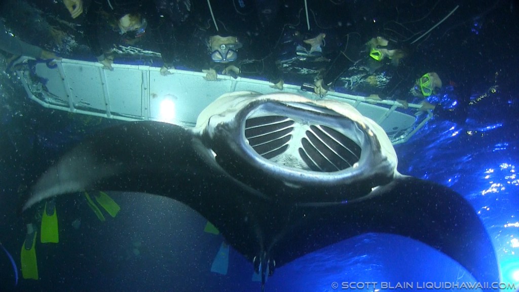 Dolphin Excursions Big Island&nbsp;Hawaii
