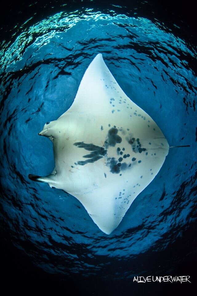49+ Best Manta Ray Night Dive Kona&nbsp;Package