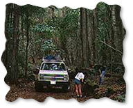 Best Big Island 4X4 Tours&nbsp;Package