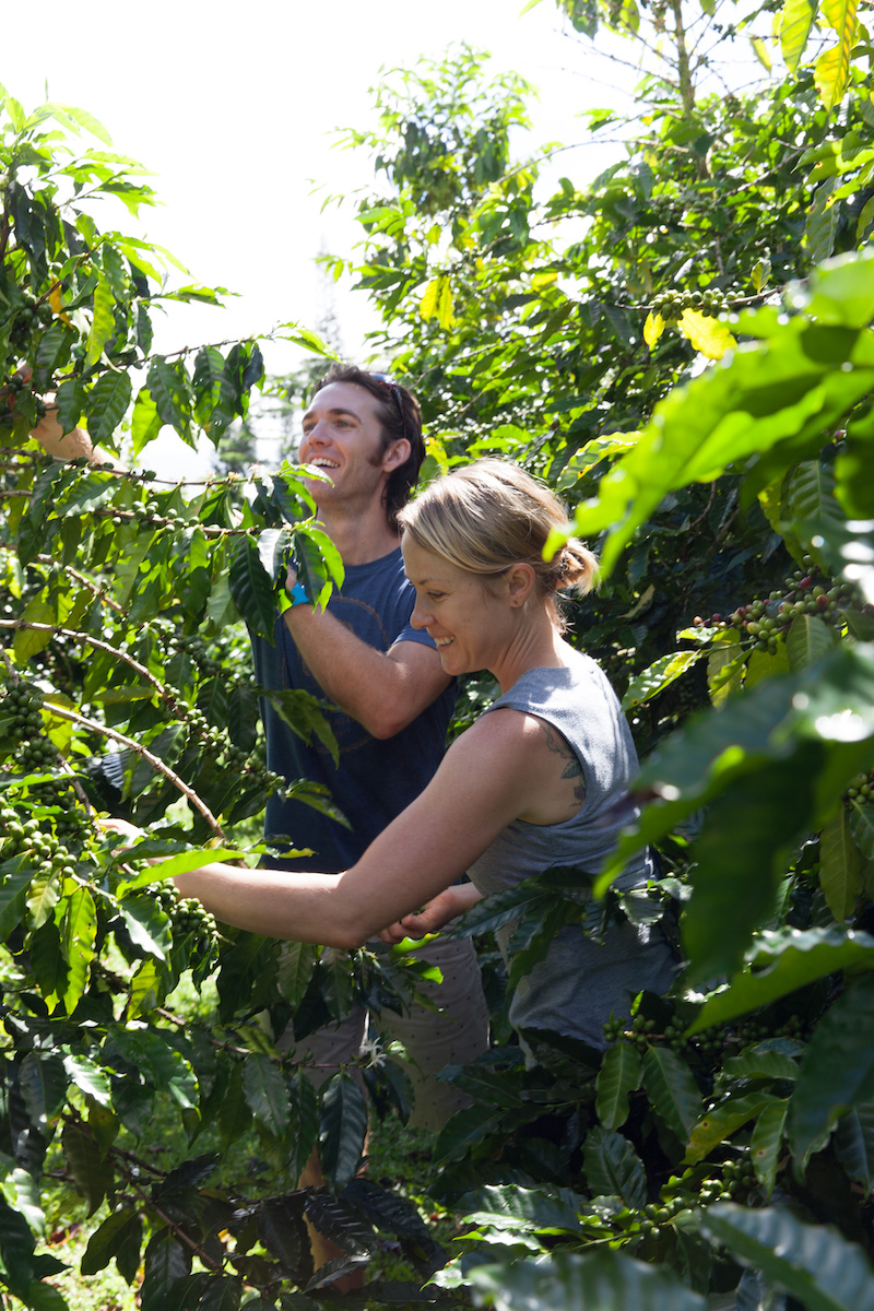 48+ Best Big Island Coffee Tour Packages