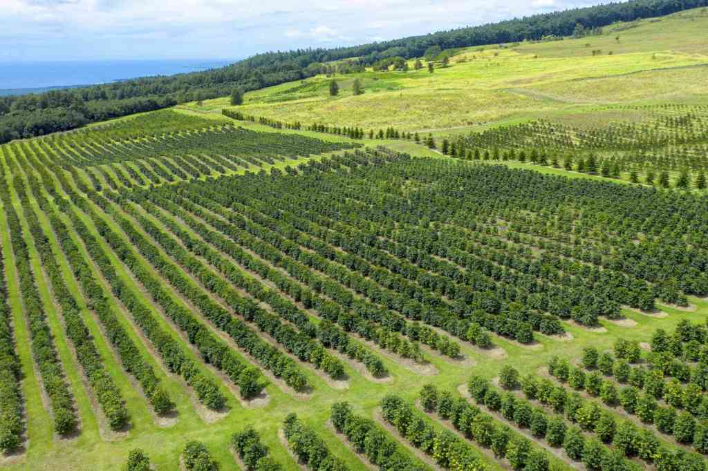41+ Kona Island Coffee Tour Packages