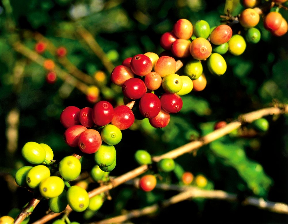 Best Coffee Plantation Tours Kona Hawaii
