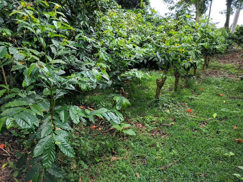 19+ Kona Hawaii Coffee&nbsp;Plantation