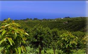 Coffee Farm Kona&nbsp;Package