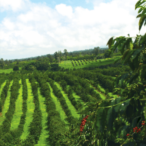 Coffee Farms Big Island&nbsp;Hawaii