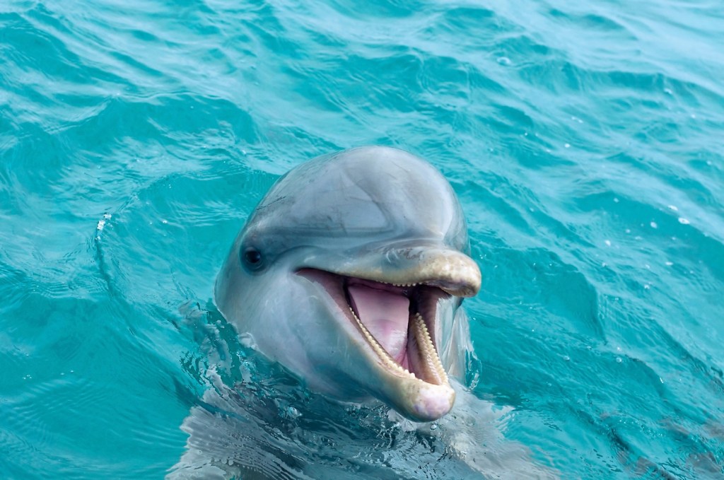 27+ Big Island Dolphin Tour Package